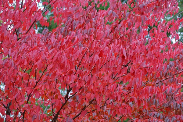 Bright red foliage of autumn sakura — Stock Photo, Image