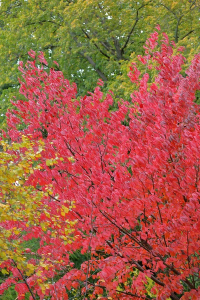 Luminoso follaje rojo de sakura de otoño — Foto de Stock