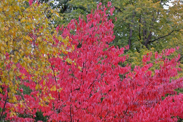 Bright red foliage of autumn sakura — Stock Photo, Image