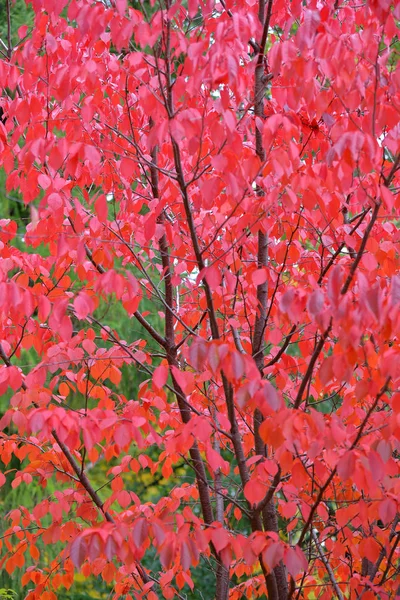 Bright red foliage of autumn sakura — Stock Photo, Image