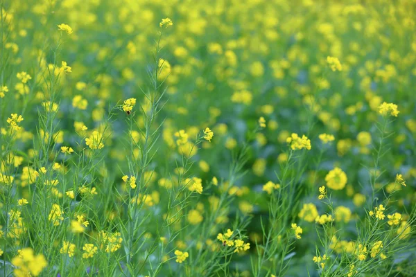 Picturesque meadow with bright yellow flowers — Stock Photo, Image