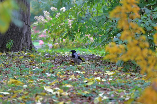 Krähe auf dem grünen Rasen im Herbstpark — Stockfoto