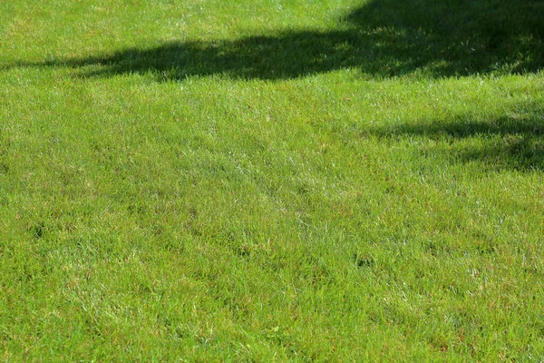 Jasnozielony trawnik z cieniem przedmiotu — Zdjęcie stockowe