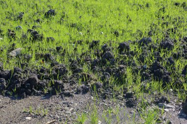 Doğal biyolojik gübrelerle ekilmiş kırsal alan.