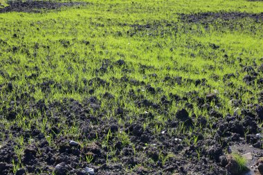 Doğal biyolojik gübrelerle ekilmiş kırsal alan.