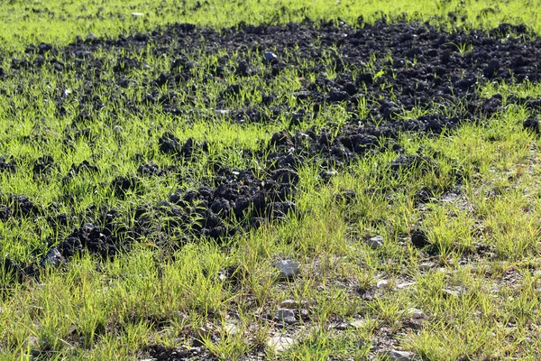 Seminato campo rurale con fertilizzanti bio naturali — Foto Stock