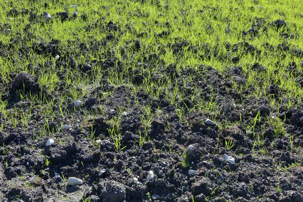 自然のバイオ肥料で田園を播種する — ストック写真