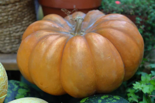 Fruits frais naturels de citrouille d'automne — Photo