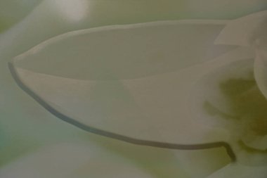 Soyut fotoğraf yeşil pastel arkaplan