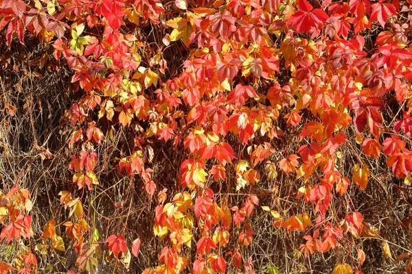 Bright red foliage of wild grape — Stock Photo, Image