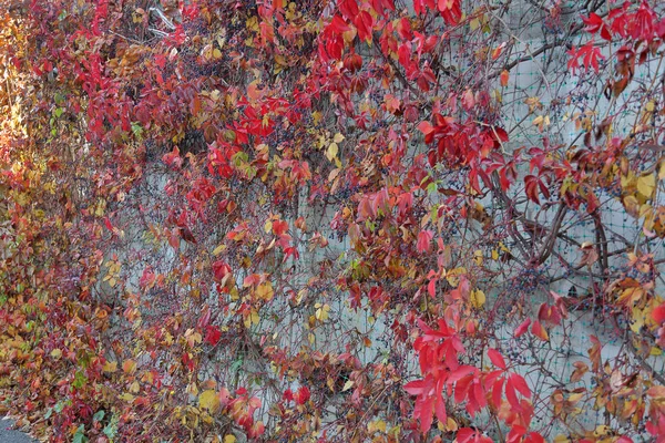 Bright red foliage of wild grape — Stock Photo, Image
