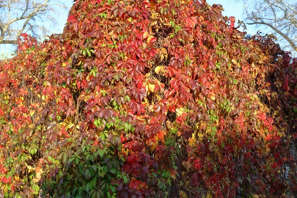 Leuchtend rotes Laub der wilden Trauben — Stockfoto