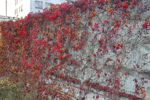 Leuchtend rotes Laub der wilden Trauben — Stockfoto