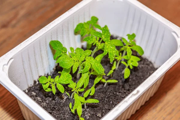 Small green young growths of tomatoes at home