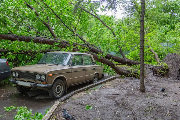 Arbre Caduc Vert Tombé Sur Une Vieille Voiture Lors Ouragan — Photo