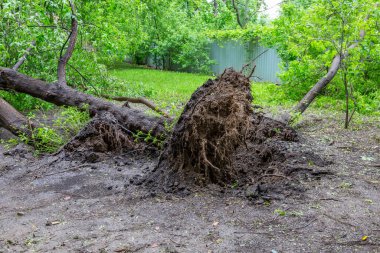 Kökleri olan yeşil yaprak döken ağaç, bir şehir caddesindeki kasırgadan sonra devrildi.