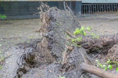 Kökleri olan yeşil yaprak döken ağaç, bir şehir caddesindeki kasırgadan sonra devrildi.