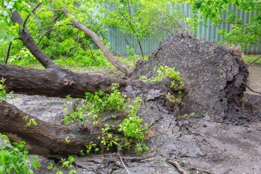 Kökleri olan yeşil yaprak döken ağaç, bir şehir caddesindeki kasırgadan sonra devrildi.