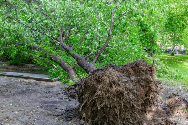 Arbre Caduc Vert Aux Racines Tombées Après Ouragan Dans Une — Photo