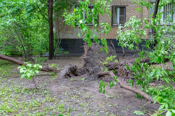 Grüner Laubbaum Mit Wurzeln Fiel Nach Orkan Auf Eine Stadtstraße — Stockfoto