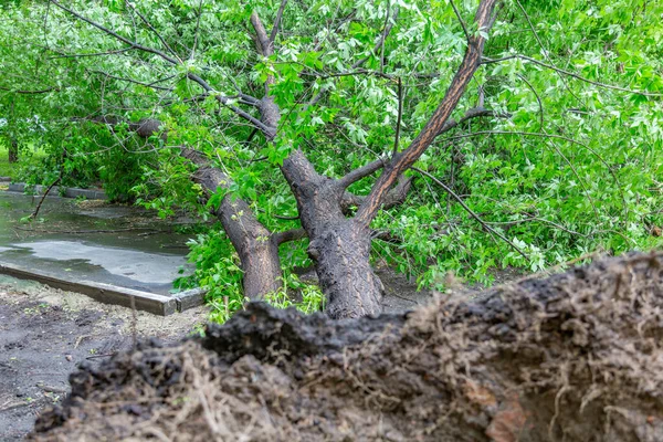 Arbre Caduc Vert Aux Racines Tombées Après Ouragan Dans Une — Photo