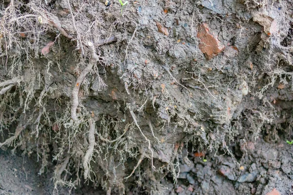 緑の落葉樹で根は都市の通りでハリケーンの後に落ちた — ストック写真