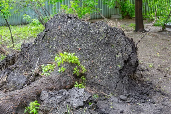 Zielone Drzewo Liściaste Korzeniami Spadło Huraganie Ulicy Miejskiej — Zdjęcie stockowe