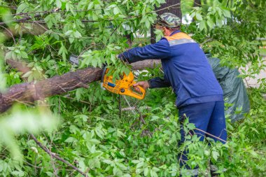Kasırga sırasında devrilen ağacı testereyle kesen üniformalı bir işçi.
