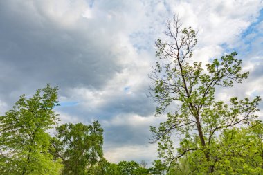 Fırtınadan ve ağaç dallarından önce bulutlu dramatik gökyüzü