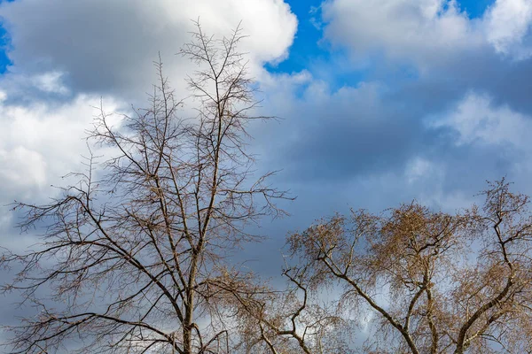 Céu Dramático Com Nuvens Diante Uma Tempestade Galhos Árvores — Fotografia de Stock