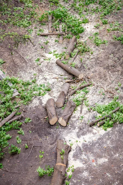 Sawn tree after falling in the yard during a hurricane