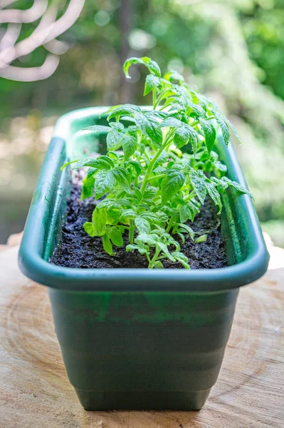 Small green young growths of tomatoes at home