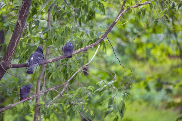 三只灰色的鸽子坐在一棵绿落叶的树上 — 图库照片