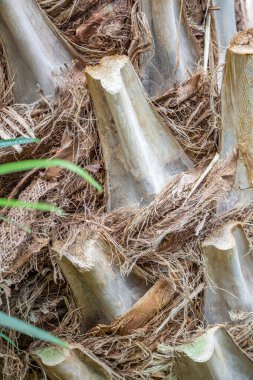 Ormandaki çok yıllık yaprak döken ağaç kabuğunun dokulu yüzeyi.
