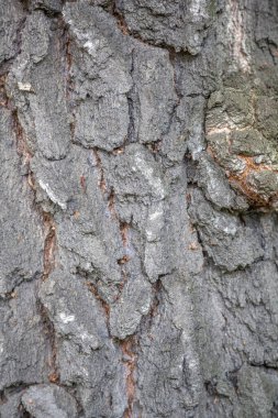 Ormandaki çok yıllık yaprak döken ağaç kabuğunun dokulu yüzeyi.