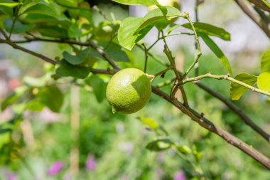 Şehir parkındaki bir ağaçtaki limonun sulu meyvesi.