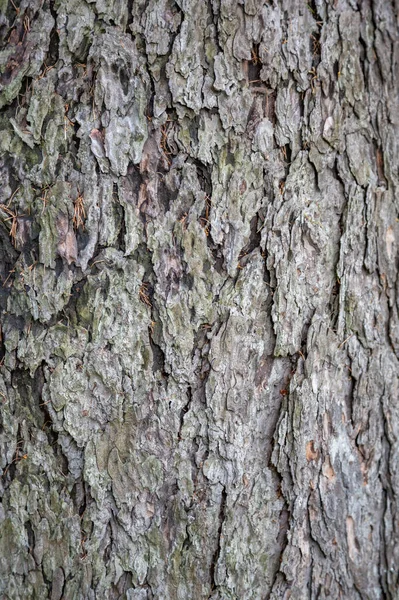 Textured Surface Multi Year Bark Deciduous Tree Forest — Stock Photo, Image