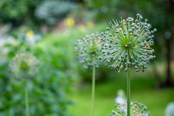 Allium Czy Dzika Cebula Kwitnąca Roślina Okrągłym Kłującym Kwiatem — Zdjęcie stockowe