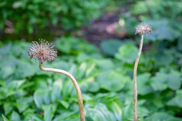 Allium Eller Vildlök Blommande Växt Med Rund Taggig Blomma — Stockfoto