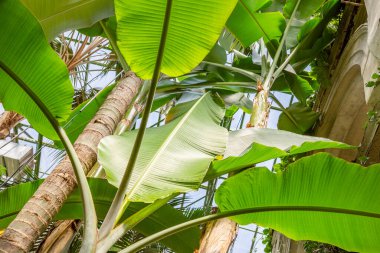 Seradaki egzotik bir bitkinin kalın, sulu yaprağına yakın.