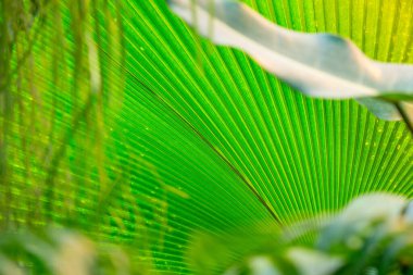 Seradaki egzotik bir bitkinin kalın, sulu yaprağına yakın.