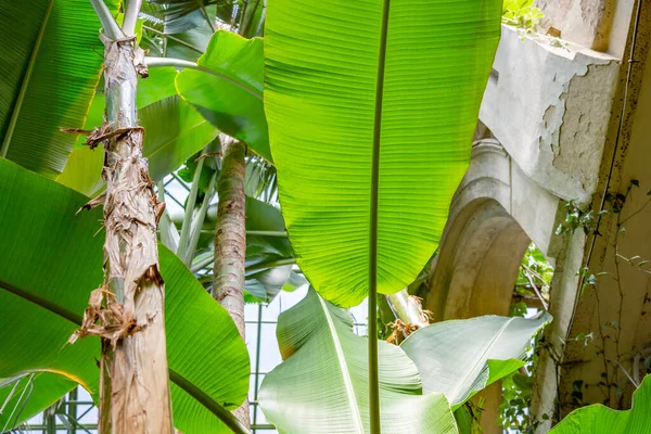 Seradaki Egzotik Bir Bitkinin Kalın Sulu Yaprağına Yakın — Stok fotoğraf