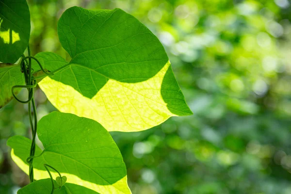 Close Thick Juicy Leaf Exotic Plant Greenhouse — Stock Photo, Image