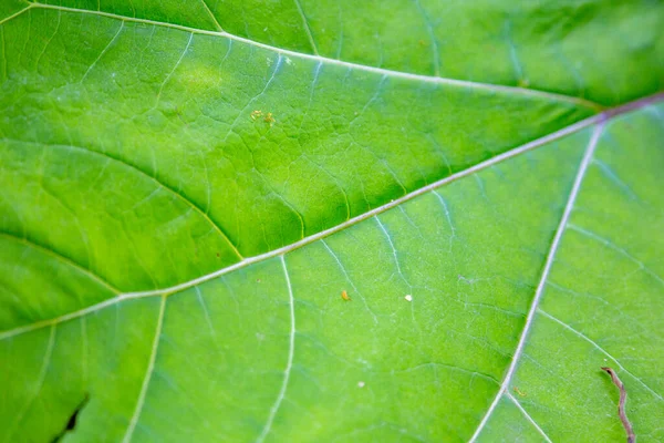 Close Thick Juicy Leaf Exotic Plant Greenhouse — Stock Photo, Image
