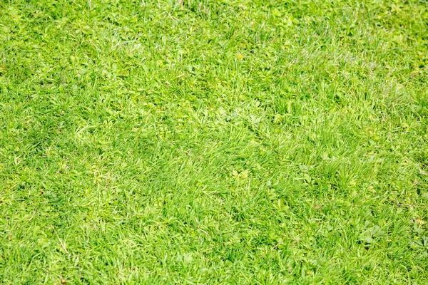 Getrimmter Rasen Mit Leuchtend Grünem Saftigen Gras — Stockfoto