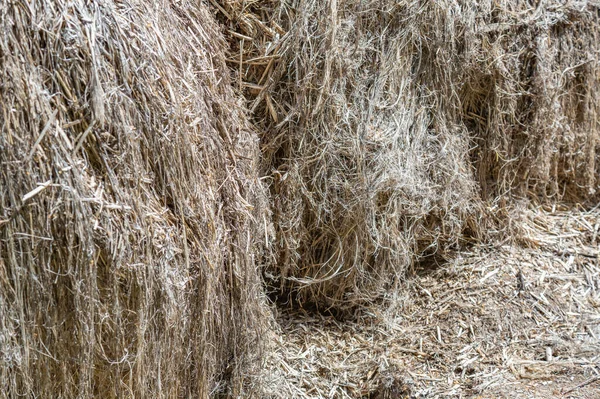 Texturované Sušené Stébla Konopí Sativa Pro Výrobu Tkaného Zboží — Stock fotografie