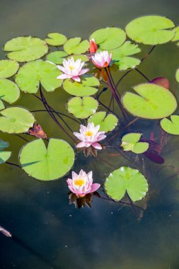 Nilüfer tomurcuğunun taze parlak taçyaprakları erkenden çiçek açar.