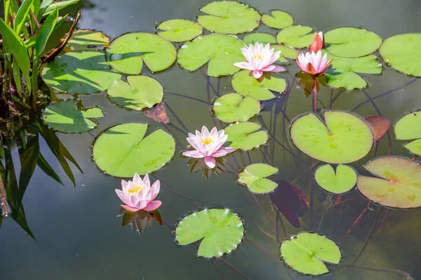 Verse Heldere Bloemblaadjes Van Waterlelie Knop Het Moment Van Vroege — Stockfoto