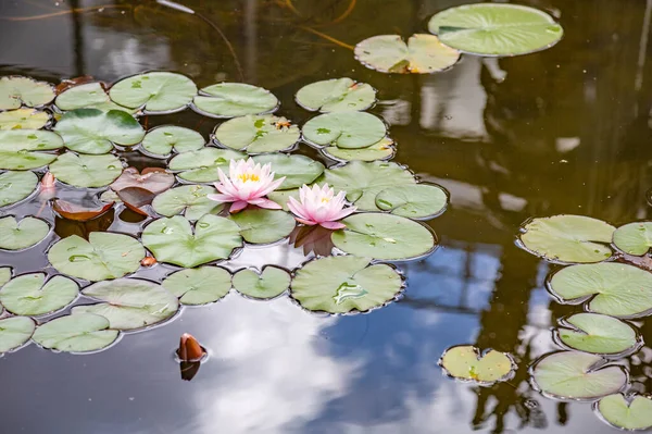 Verse Heldere Bloemblaadjes Van Waterlelie Knop Het Moment Van Vroege — Stockfoto