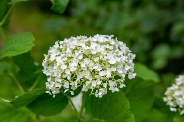 Parlak yaz çiçekleri botanik serasında çiçek açtı.